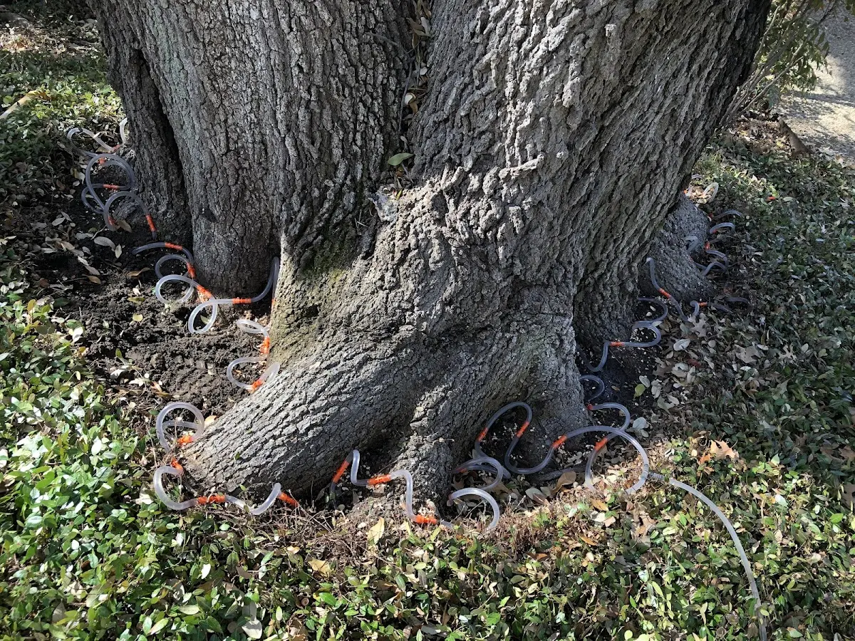 Detailed Tree Cabling and Bracing job site in Shelburne