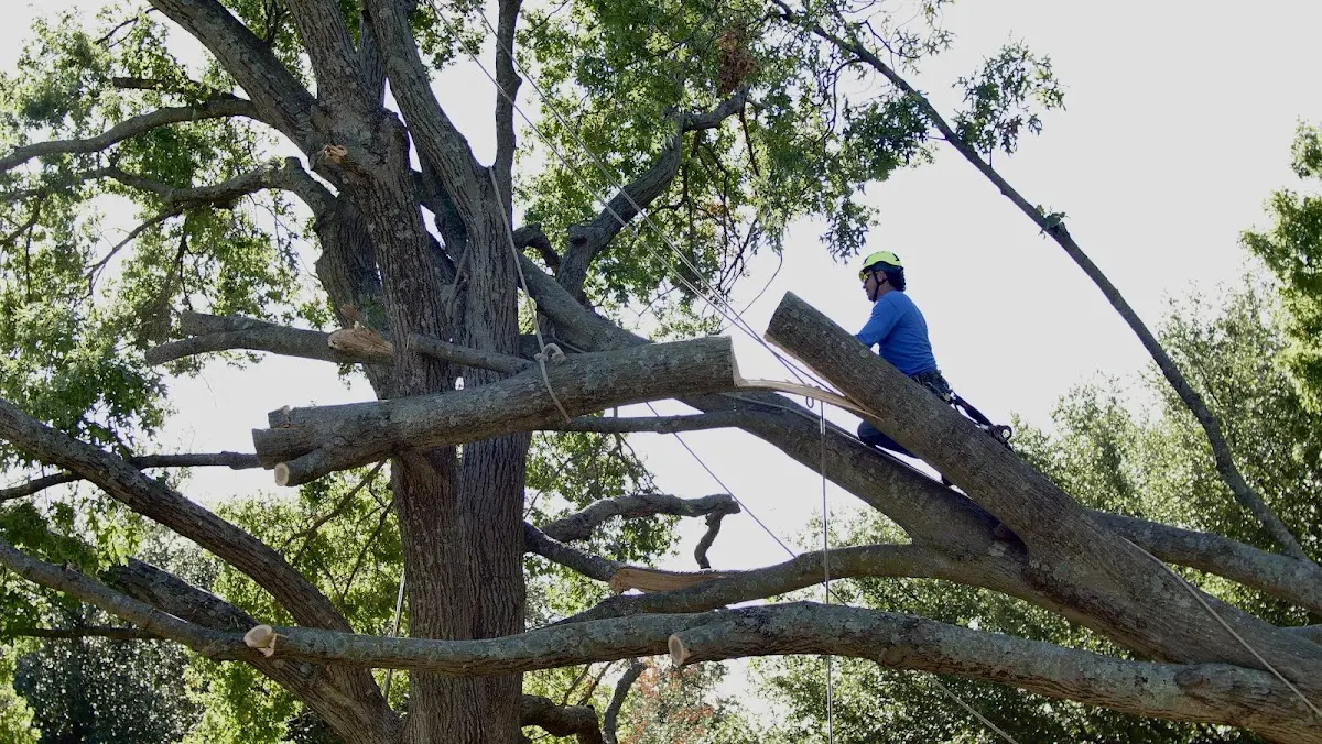 Professional Hazardous Tree Removal performed by certified arborists in Shelburne
